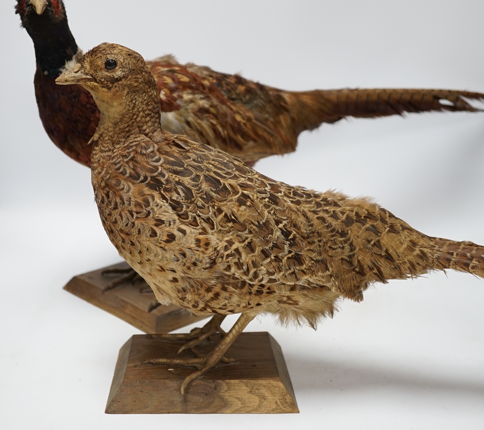 Taxidermy - two pheasants